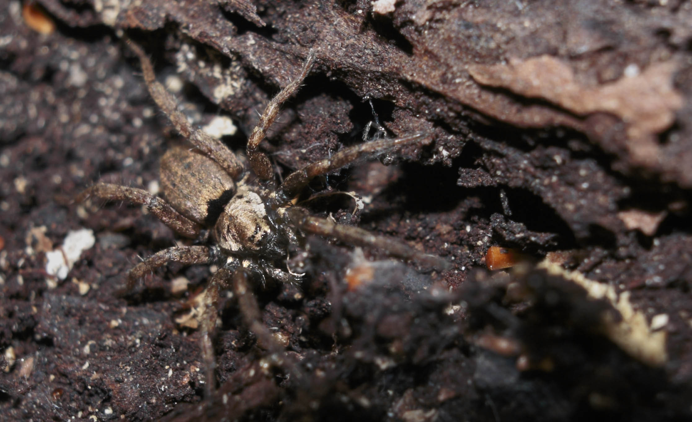 Nomisia sp.